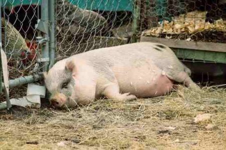 The Myth of the Mini Pig Image